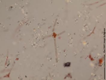 S045 10x.JPG